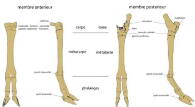 Fig. 5 : Représentation anatomique des extrémités  de pattes antérieures et postérieures de moutons.