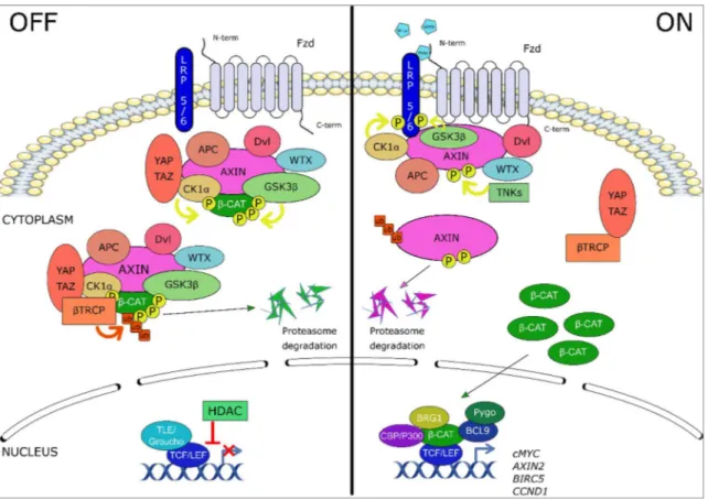 Figure 1. The canonical Wnt/β-catenin signaling pathway. Left panel: in the absence of Wnt ligand,  β-catenin is sequestered by a protein complex composed of dishevelled (Dvl), adenomatous polyposis  coli (APC), Axin1/2, Wilms tumor gene on X chromosome pr