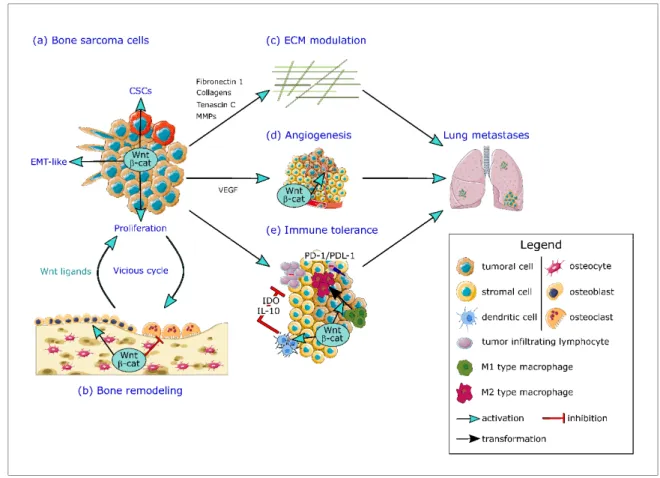 Figure 2. The crucial role of Wnt/β-catenin signaling pathway in multiple steps of bone sarcoma  progression and metastatic dissemination