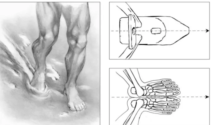 Fig.  23.  (à  gauche)  La  région dorsale du  pied  humain,  relativement  étroite  en arrière,  s’élargit graduellement  vers les orteils