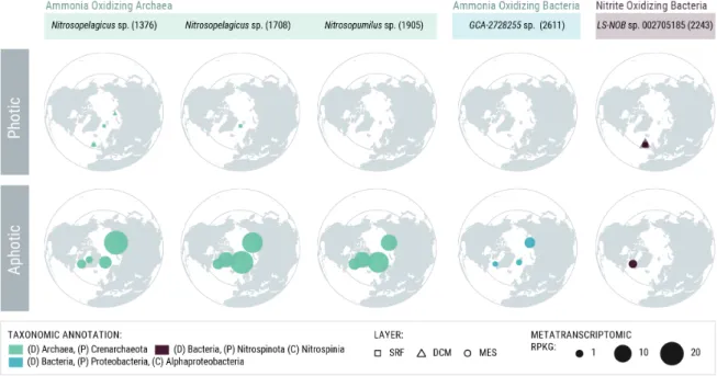 Figure 4. Chemolithoautotrophic Arctic MAGs 