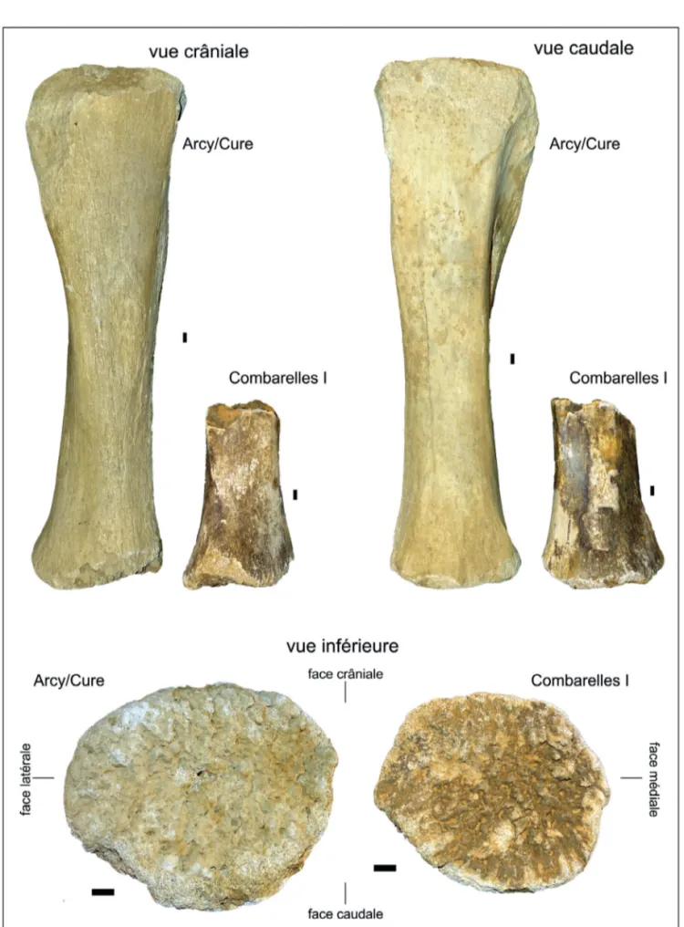 Figure 1 - Comparaison du vestige paléontologique de Combarelles I avec un tibia droit complet non épiphysé de mammouth laineux  d’Arcy-sur-Cure (grotte du Renne)