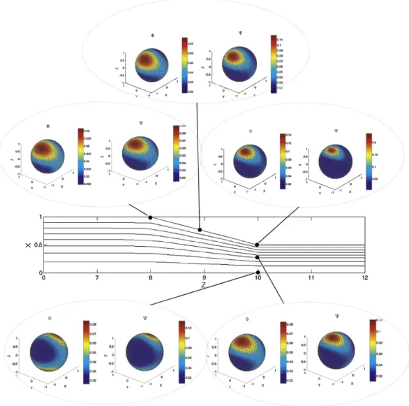 Fig. 10. Micro–macro coupling for h = −1 and η s = 1: distribution functions for active, Ψ , and pendant, Φ, populations of fibers along the streamlines.
