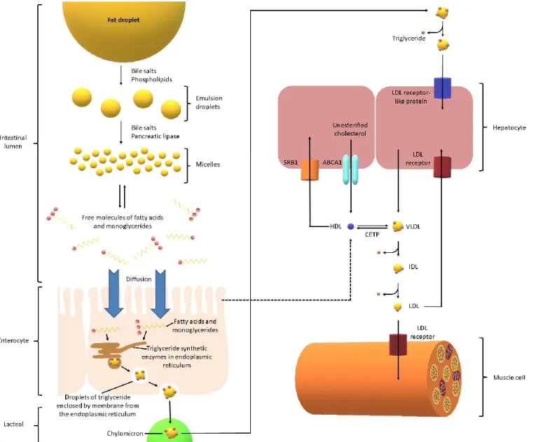 Figure 1. Bioabsorption pathway of cholesterol from diet 