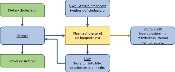Figure 2. Cholesterol homeostasis  