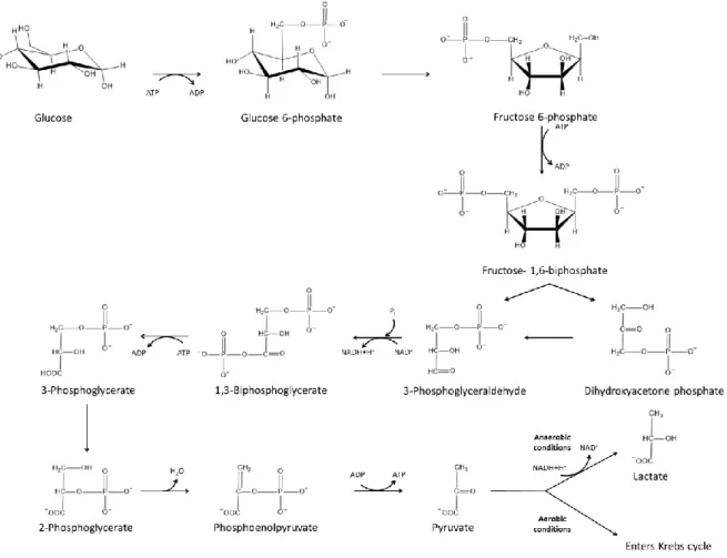 Figure 6. Glycolysis pathway 