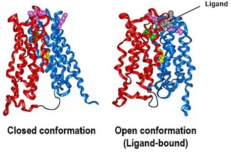 Figure 7. Protein structure of MCT1 under two conformational states  Figure adapted from School of Biochemistry from University of Bristol 130