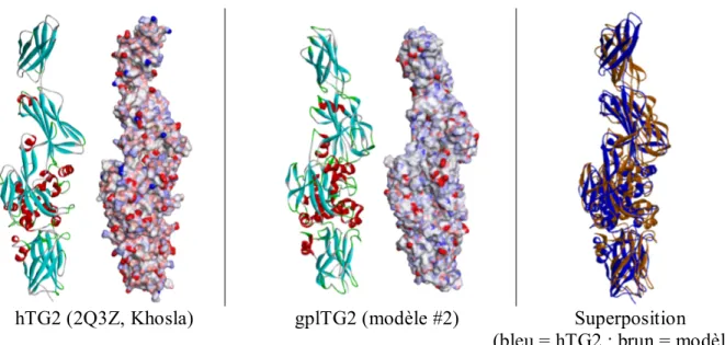 Figure 2.7 Comparaison du modèle d’homologie de la forme ouverte de la gplTG2  retenu (#2) avec la structure cristalline de la hTG2 2Q3Z 