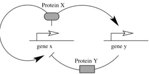 Fig. 1. Description of a two genes interaction network that resumes a system composed of genes x and y