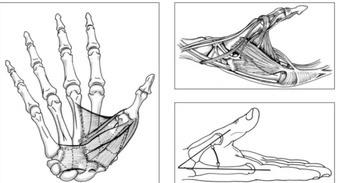 Fig.  5.  (à  gauche)  Musculature  intrinsèque  du  pouce.  (en  haut  à  droite)  Vue  postérieure  du  pouce  et  de  la  première commissure