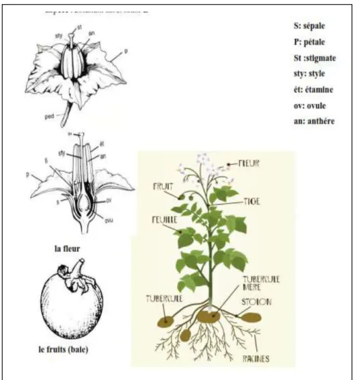 Figure  1: Caractéristique morphologique de la pomme de terre (BOUFARES, 2012)  2.2.1 Structure du tubercule 