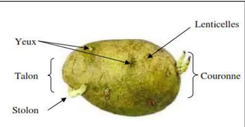 Figure  2: Principaux organes extérieurs du tubercule de pomme de terre. 