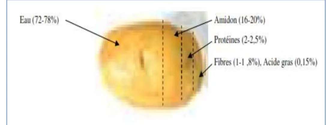 Figure  5: Composition chimique du tubercule de pomme de terre (U.S. National Nutriment  Database)