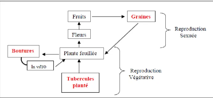 Figure  6: Les différentes méthodes de multiplication de la pomme de terre. 