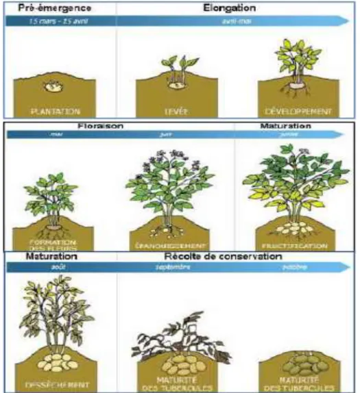 Figure  7: Le cycle végétatif de la pomme de terre 