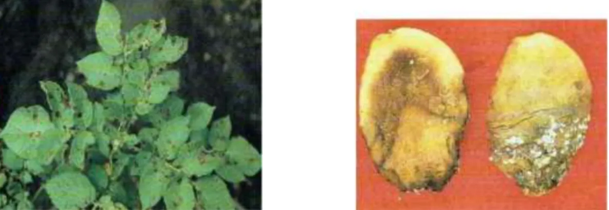Figure  9: Alternariose (Alternaria solani et A. alternata) et Fusariose (Fusarium roseum var)  (Maladie et ravageurs pris en compte dans le cadre du contrôle officiel des plants de PDT, 