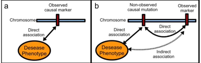 Figure 2: a) Direct association between a genetic marker and the phenotype. b) Indirect association between a genetic marker and the phenotype.