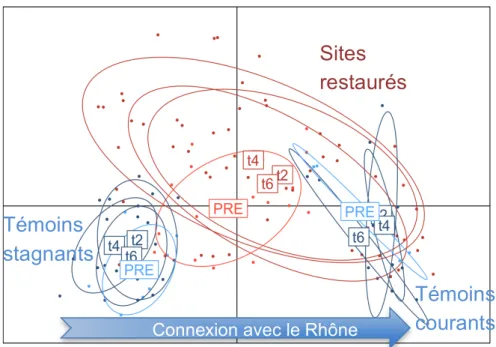Fig. 10 – Position des communautés de macroinvertébrés des lônes des secteurs de Belley et Brégnier-Cordon le  long d'un gradient de connexion hydraulique avec le fleuve (analyse biologique multivariée)