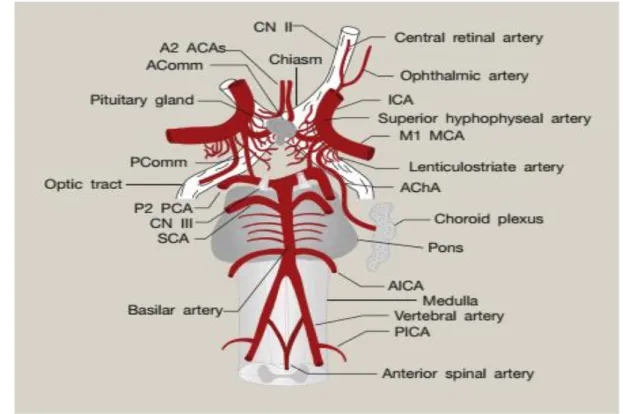 Figure 01: Schematic of the circle of Willis showing anatomical relations (Shah et al., 2018)