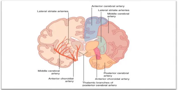 Figure 02: Distribution of perforating branches of the middle cerebral, anterior choroid  , and posterior cerebral arteries (Kenna,2019)