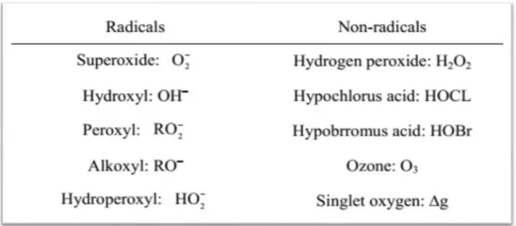 Table 01 : Reactive oxygen species (Rahman et al., 2012). 