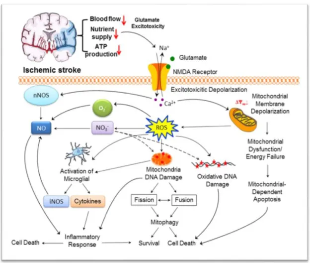 Figure 09: Pathological signaling pathways involved in mitochondrial function and reactive  oxygen species)ROS) generation in the cerebral ischemic cascade (Yang, 2018)