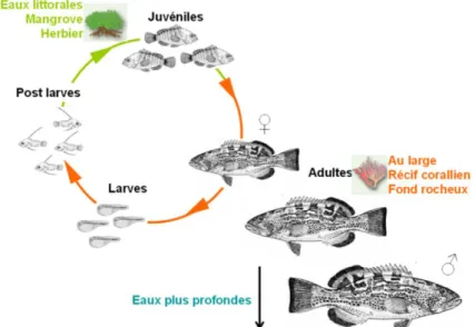 Figure 3 : Cycle de vie d’une espèce d’intérêt halieutique typique des zones côtières tropicales, le  mérou (Kimirey et al., 2013 ; Marzin, 2009)
