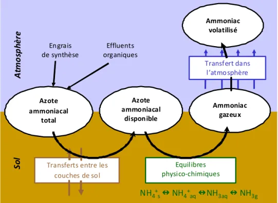 Figure 1 : Le processus de volatilisation d'ammoniac en parcelle agricole 