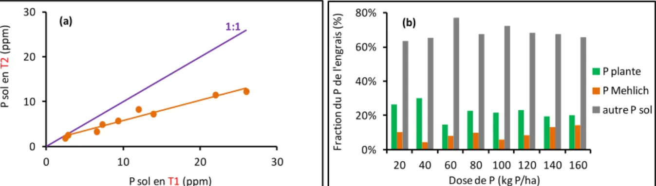 Fig. 5 : (a) Relation entre le P biodisponible (Mehlich) déterminé  en T1 (sol nu juste après l'application de  l'engrais) et en T2 (sol nu 2 mois après l'application de l'engrais), (b) bilan de P à la fin de l'expérimentation