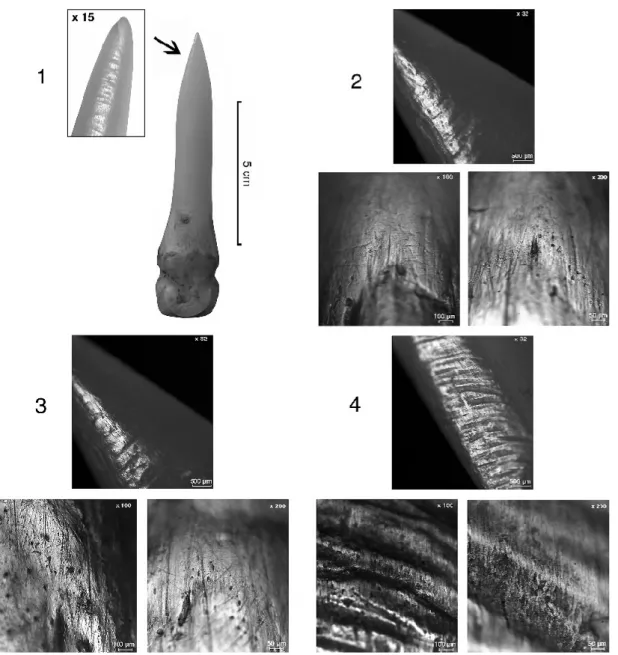 Fig. 10 - Caractères macroscopiques et microscopiques du poinçon expérimental n° 1, issus du travail de la peau fraîche