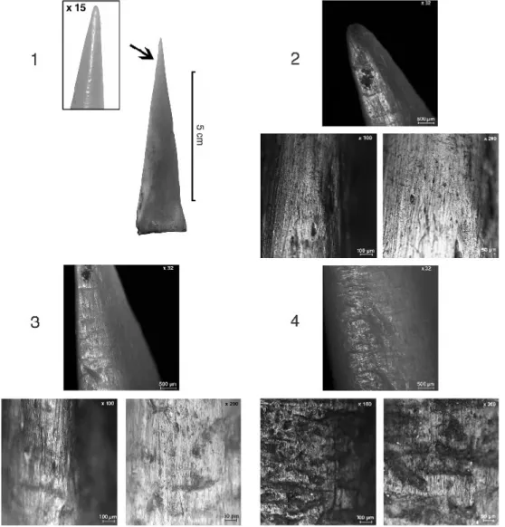Fig. 11 - Caractères macroscopiques et microscopiques du poinçon expérimental n° 2, issus du travail de l’écorce  humide