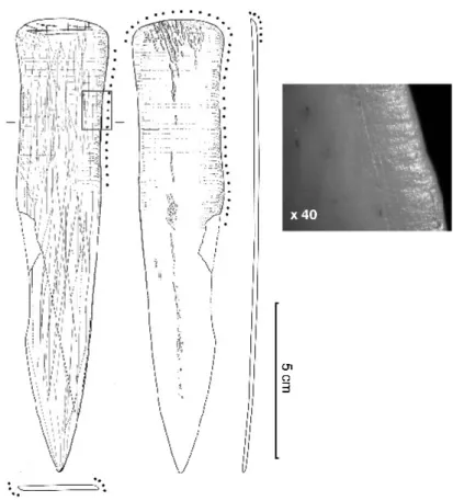 Fig. 2 - défense de suidé archéologique de Mareuil-les-Meaux (Seine-et-Marne, fouilles r