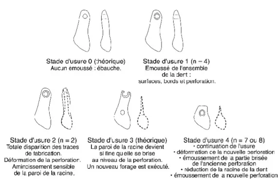 Fig. 7 - Chaîne d’usure réalisée à partir d’une série de perles archéologiques perforées sur canines de cerf