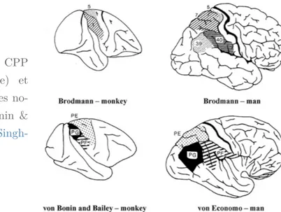 Figure 1.9 – Les subdivisions du CPP chez le singe (colonne de gauche) et l’Homme (colonne de droite) selon les  no-menclatures de Brodmann, Von Bonin &amp;