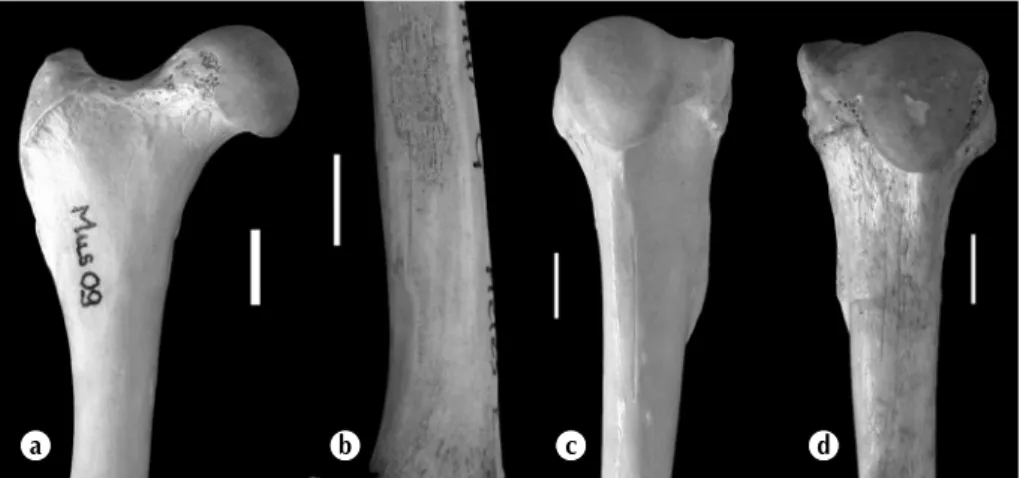 Fig. 4. Os de blaireau actuels montrant les différentes morphologies de sillons vasculaires [le trait correspond à 1 cm]