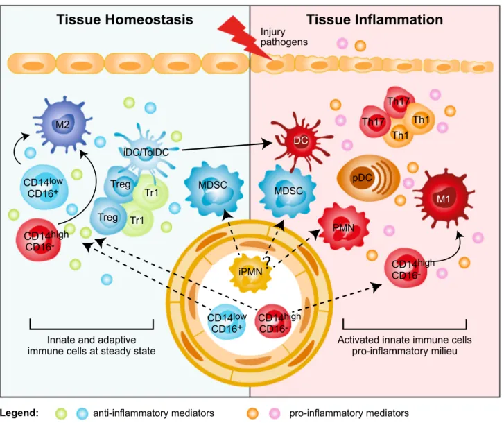 Fig. 1    Myeloid regulatory cell contribution in tissue homeostasis and  inflammation