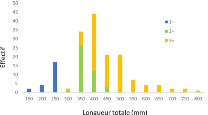 Figure 2.6 : Distribution des 165 truites analysées et provenant des captures au Léman, en fonction  de leur taille et de leur âge 