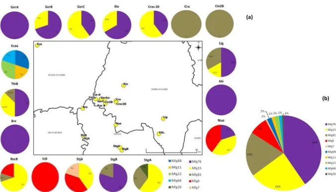 Figure 2. Diversité génétique du puceron lanigère du peuplier à l’échelle du secteur ouest de la région Centre-Val de Loire  (a) Répartition géographique et proportions relatives des 10 clones ou génotypes multiloci (MLGs) identifiés sur des  pucerons écha