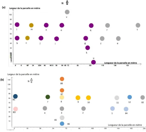 Figure 3. Exemple de deux peupleraies montrant la diversité génétique du puceron lanigère du peuplier et la répartition  spatiale des MLGs (ou clones) à l’échelle d’une peupleraie (a) à Cravant-les-Coteaux (Centre-Val de Loire) et (b)  à Pontoux (Bourgogne