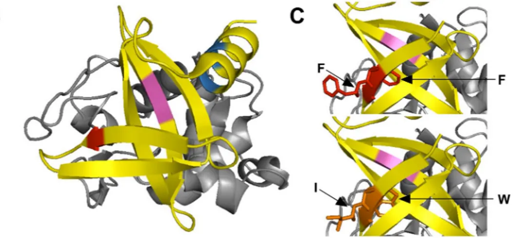 Figure 2.  Location of amino acids involved in pepsin digestion of H4 at pH 1.3. The positions of aromatic  residues implicated in the pepsin digestion of H4 are shown in the 3-D structure of the central domain  determined by X-ray crystallography (PDB: 4C