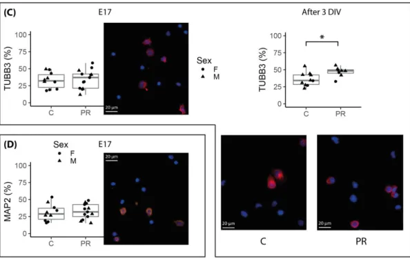 Figure 2. Neural cell type proportions in total hypothalamic cells sampled at E17 and after three days  in vitro (3 DIV) labelled by immunocytochemistry and automatically counted on microscopy images