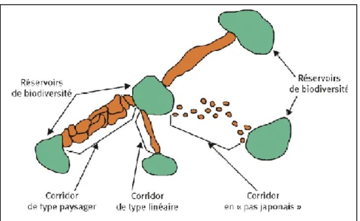 Figure 2 : Exemple d’éléments d’une continuité écologique : réservoirs de biodiversité et types de corridors terrestres  (Bennett, 1991).