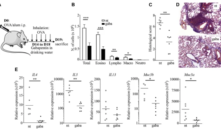 FIG 8. Gabapentin (gaba), an inhibitor of Ca v a2d subunits, decreases type 2 airway inflammation