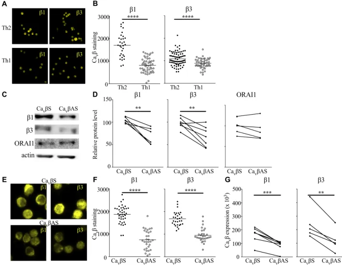 FIG E1. Ca v bAS targets Ca v b1 and Ca v b3 subunits in mouse and human T H 2 cells. A, OVA-specific DO11.10 T H 2 and T H 1 cells were stained with anti-Ca v b1 and anti-Ca v b3 antibodies