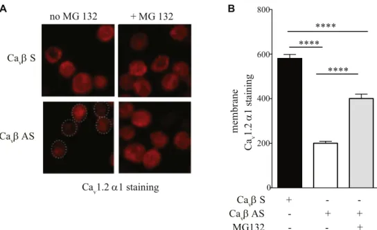 FIG E2. The proteasome inhibitor MG132 partially restores total Ca v 1.2 a1 levels and its expression at the cell membrane