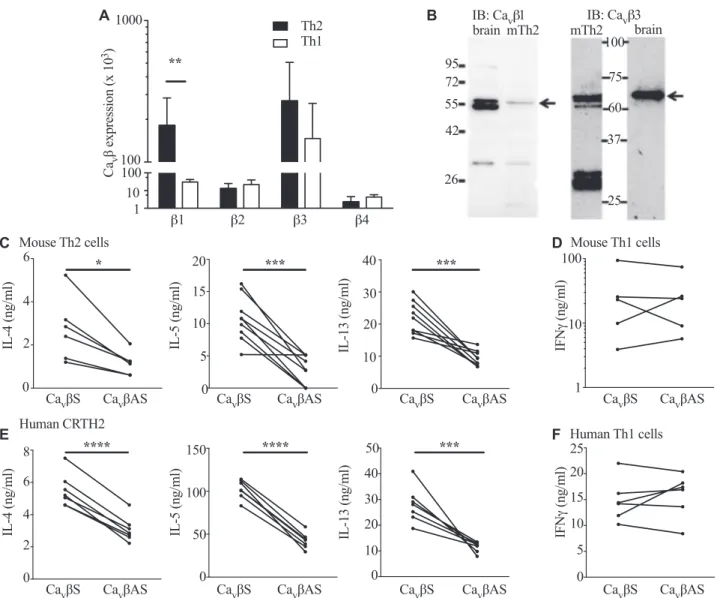 FIG 1. Ca v bAS diminishes cytokine production in mouse and human T H 2 but not in T H 1 cells