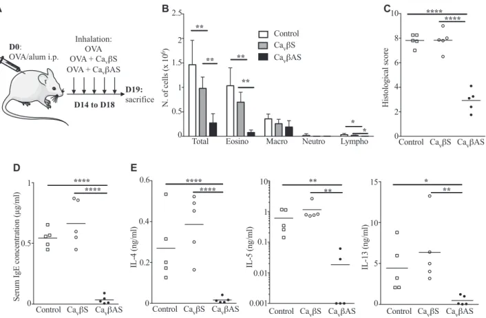 FIG 5. Ca v bAS administration strongly diminishes allergic airway inflammation. A, BALB/c mice were immunized with OVA in alum and challenged 15 days later with intranasal OVA only or OVA plus scrambled Ca v b (Ca v bS) or OVA plus Ca v b antisense (Ca v 