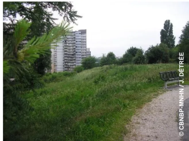 Figure 4 : secteur sud du talus dominé par le Brome stérile (A. 