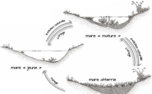Figure 6 : processus d’évolution naturelle d’une mare (© P. Amblard-CBNBP-MNHN) 