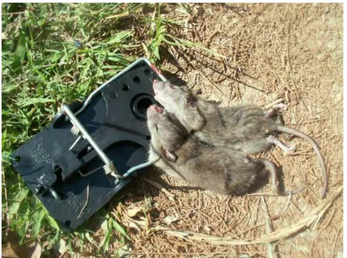 Figure 8  : Illustration des tapettes à rats utilisés au cours de l’étude 3.2.3 Analyse du régime alimentaire des rongeurs introduits 